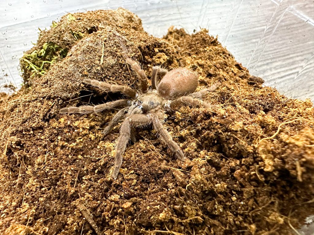 ‘Namtok Philo’ Earth Tiger Tarantula