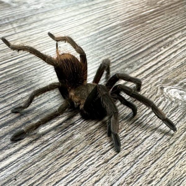 Earth Tiger Tarantula