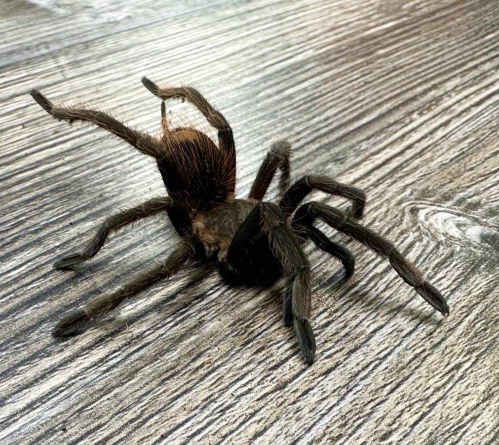 Earth Tiger Tarantula Earth Tiger Tarantula