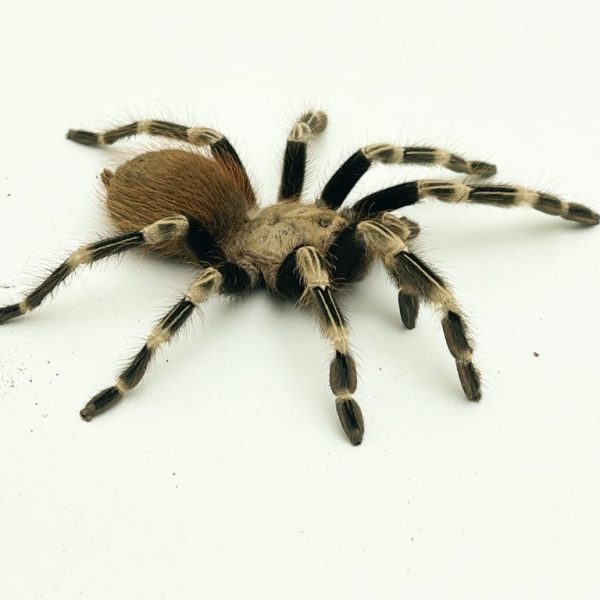 Brazilian Red & White Tarantula