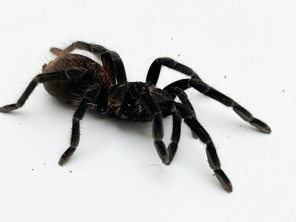 Sericopelma sp cruces Sericopelma sp cruces