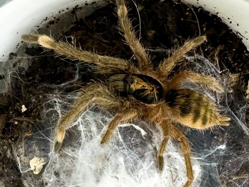 Trinidad Olive Tarantula
