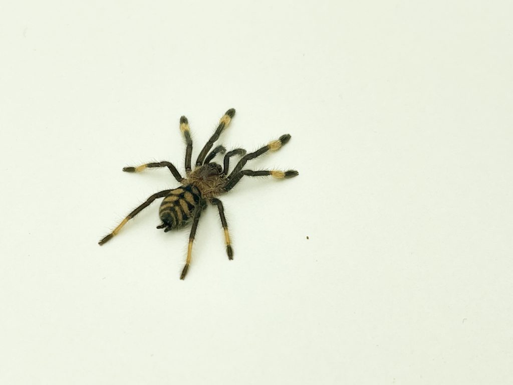 Venezuelan Suntiger Tarantula