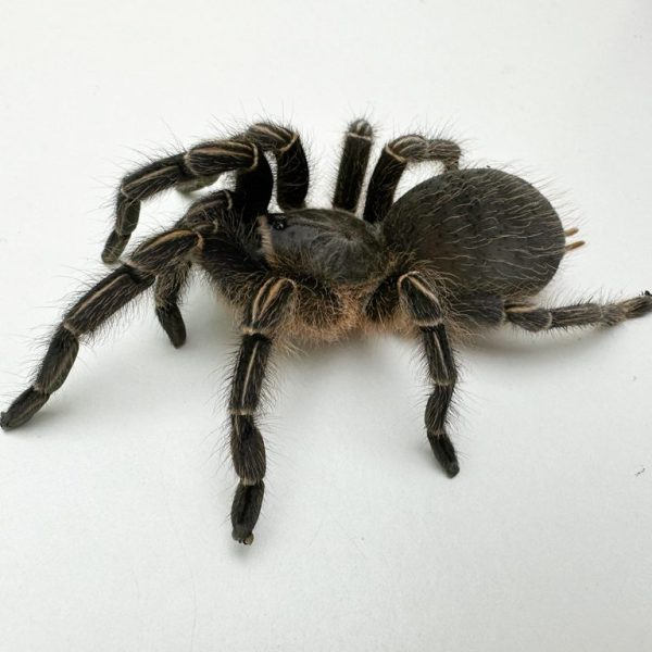 Zebra Knee Tarantula