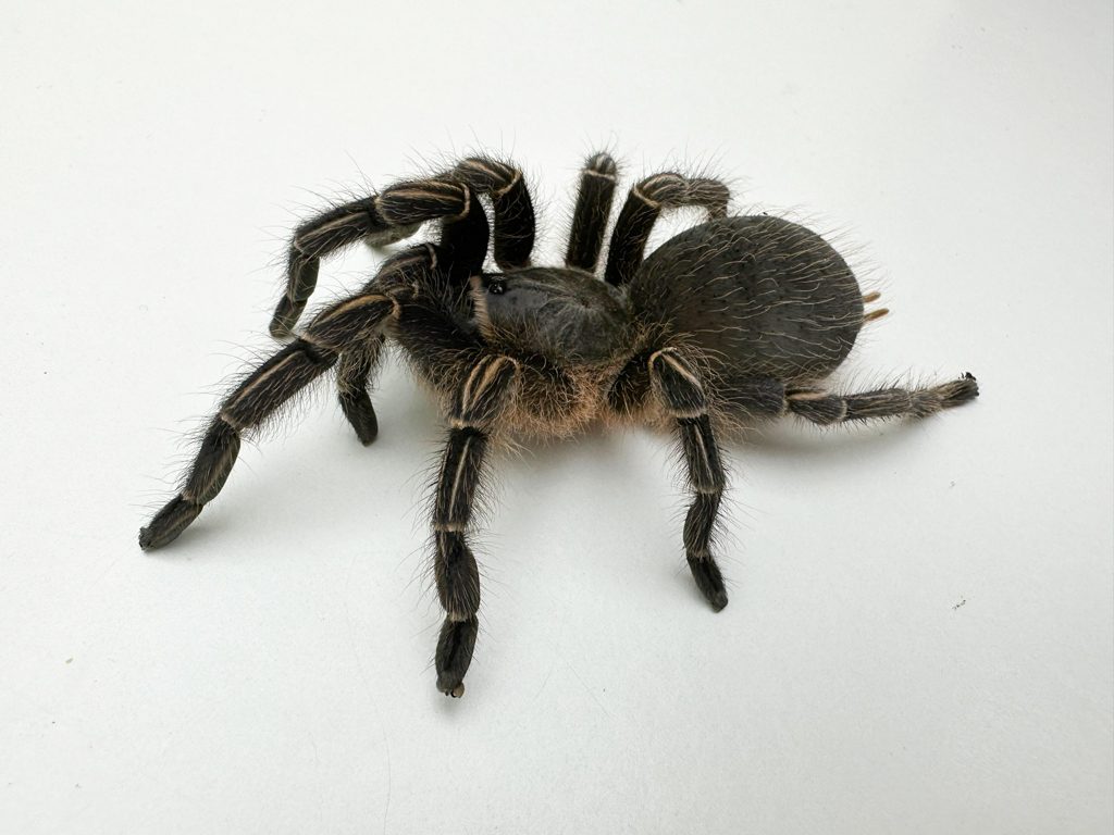 Zebra Knee Tarantula Zebra Knee Tarantula