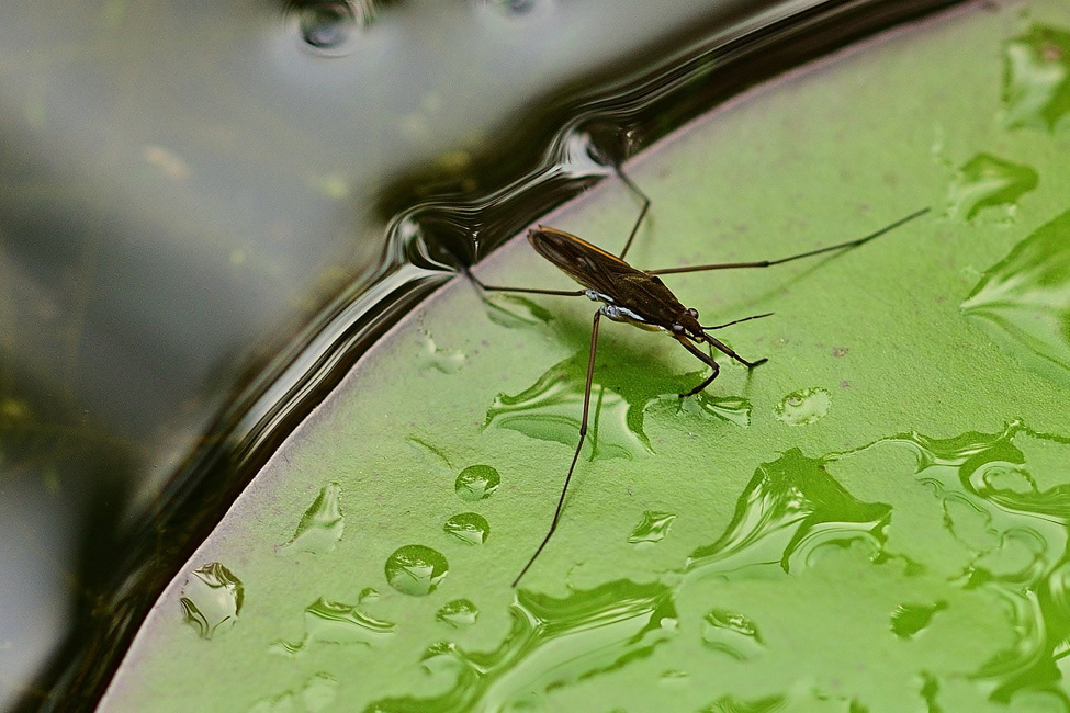 Water Striders