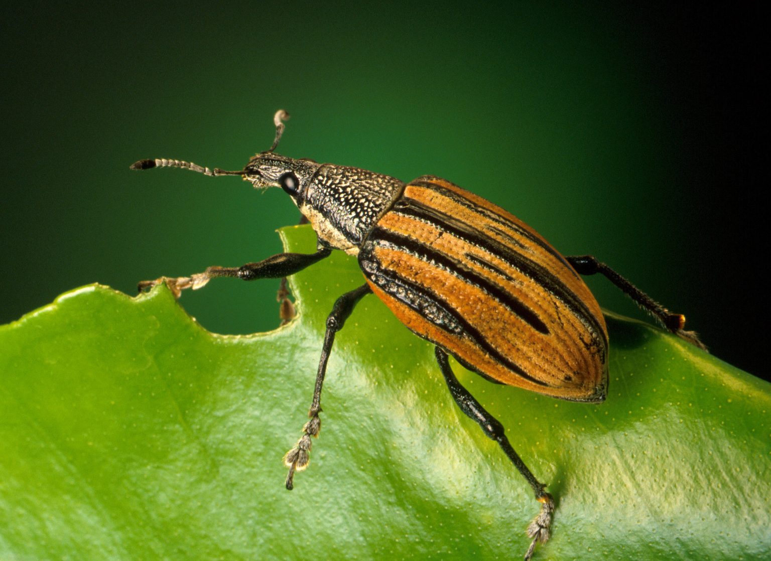 weevils