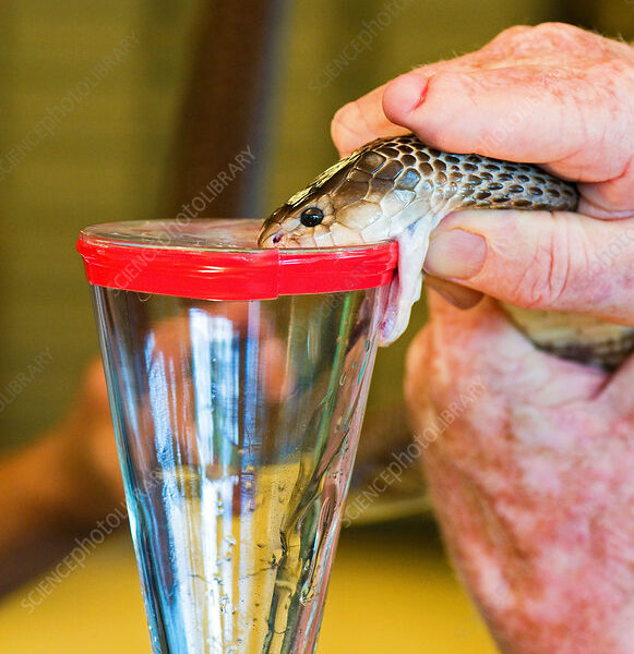 Pseudechis papuanus venom