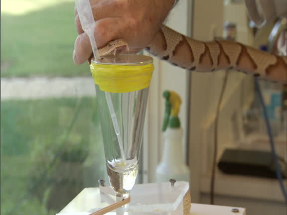 Daboia (Vipera) russelli siamensis