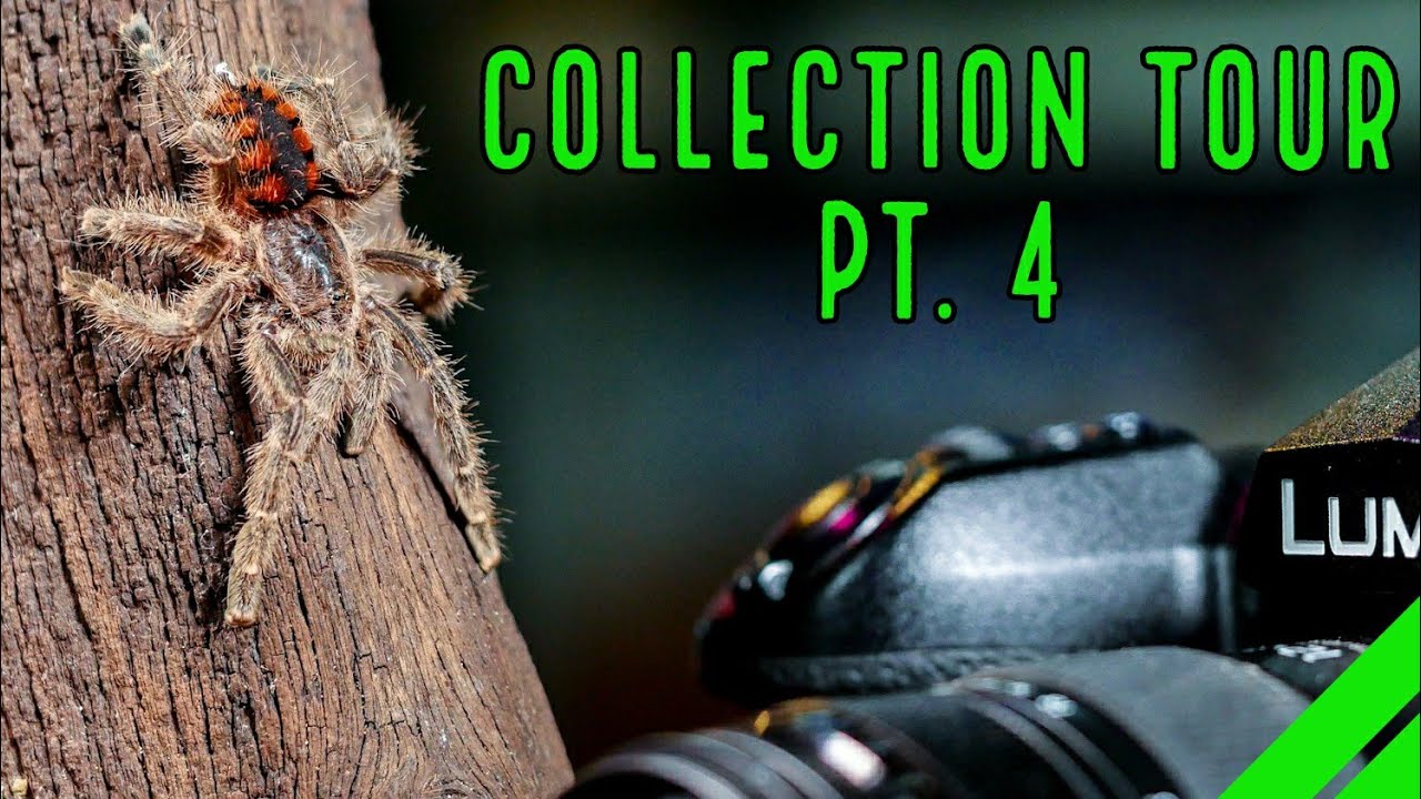 https://exotictarantula.com